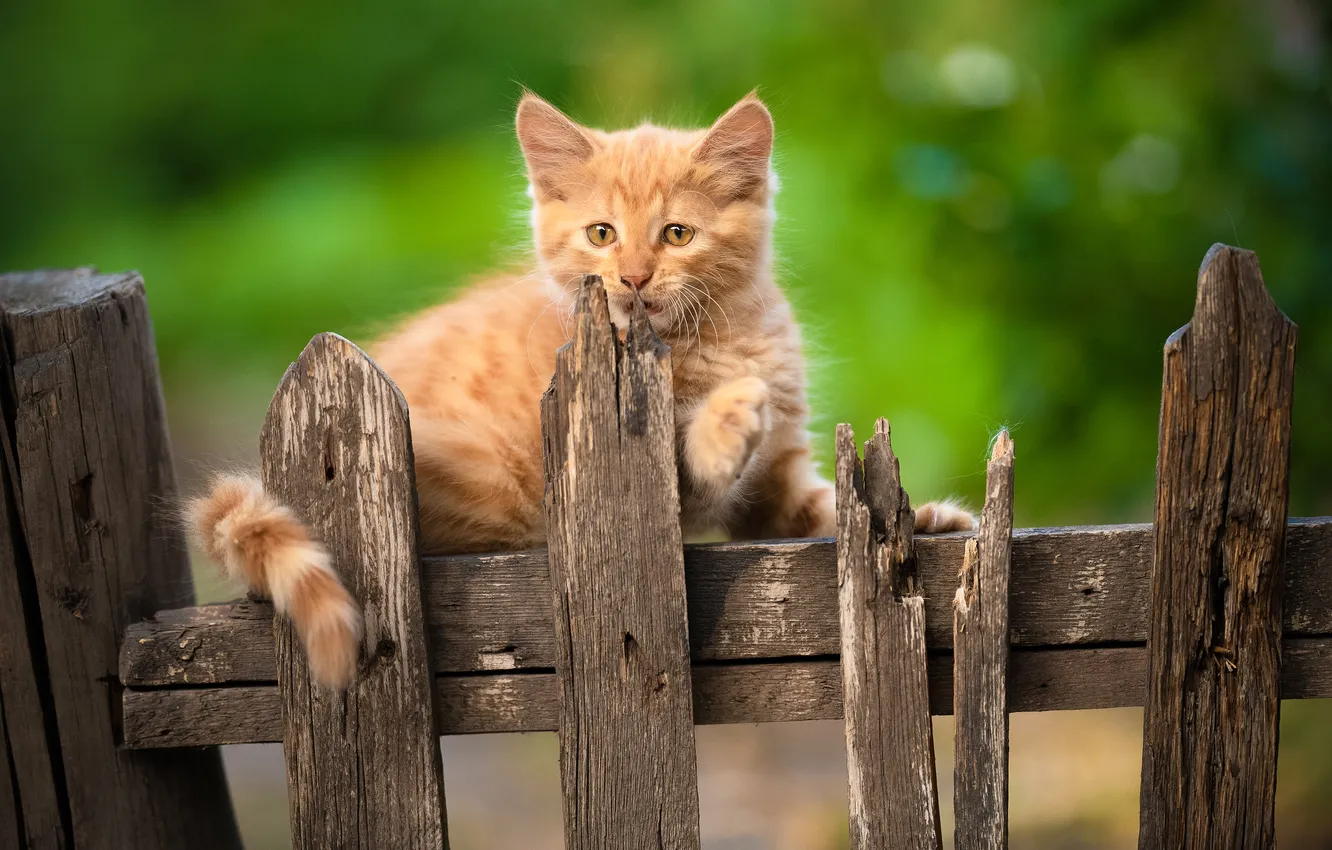 Photo wallpaper the fence, baby, red, kitty, Yuriy Korotun