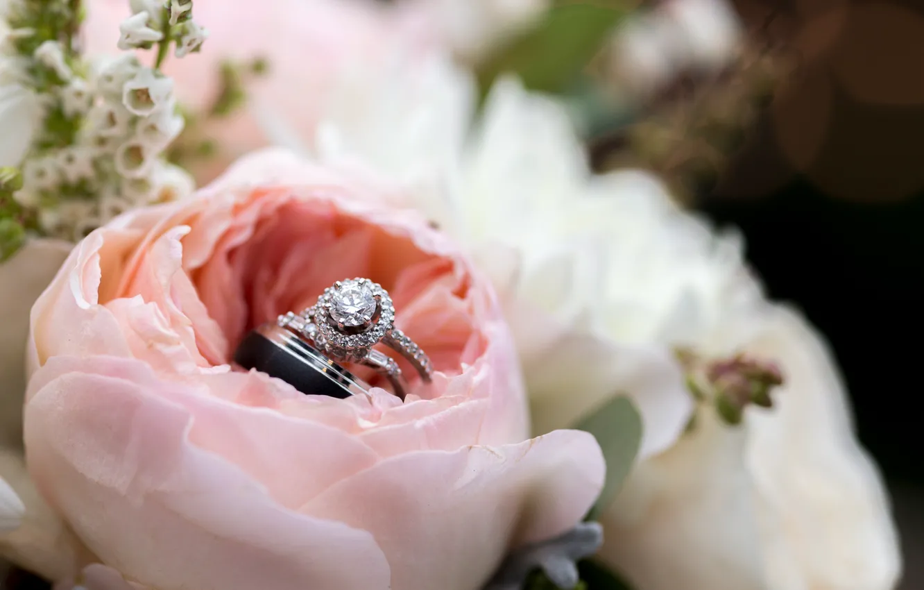 Photo wallpaper rose, ring, petals