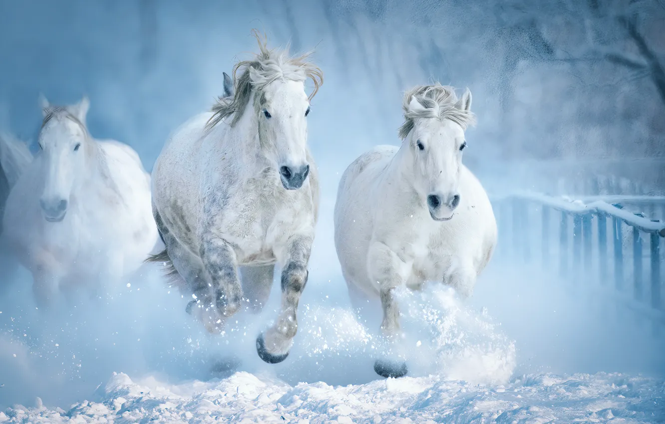Photo wallpaper winter, snow, horse, horse, running
