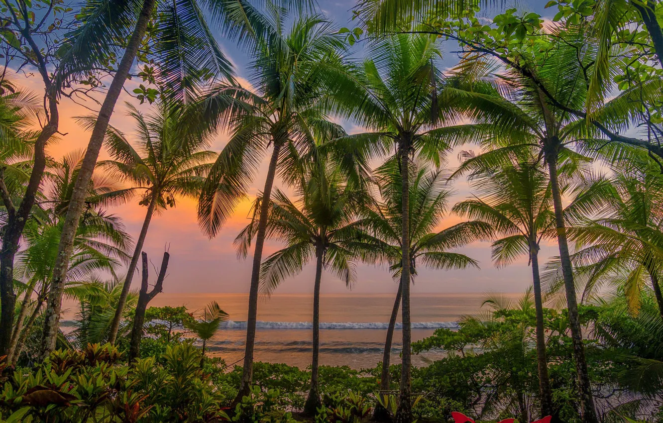 Photo wallpaper sunset, flowers, palm trees, the evening, Caribbean, Costa Rica