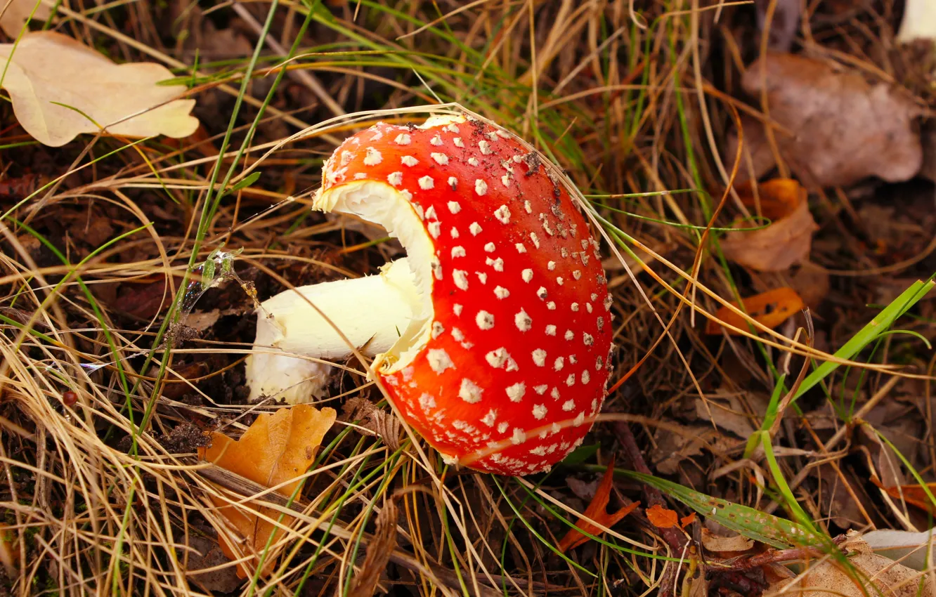 Photo wallpaper forest, autumn, mushroom, toadstool, Litter