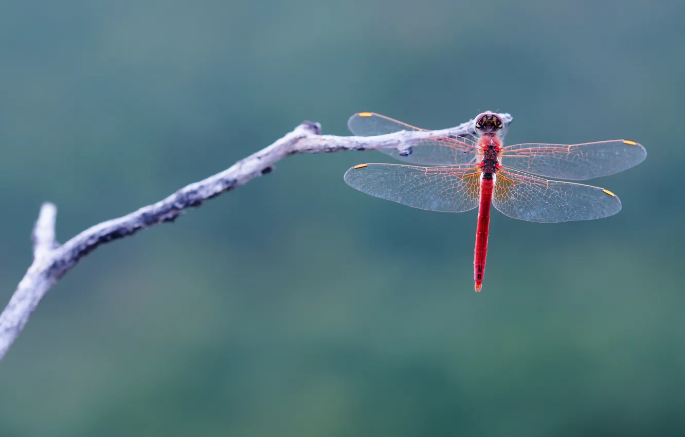 Photo wallpaper macro, sprig, background, dragonfly, Wallpaper from lolita777