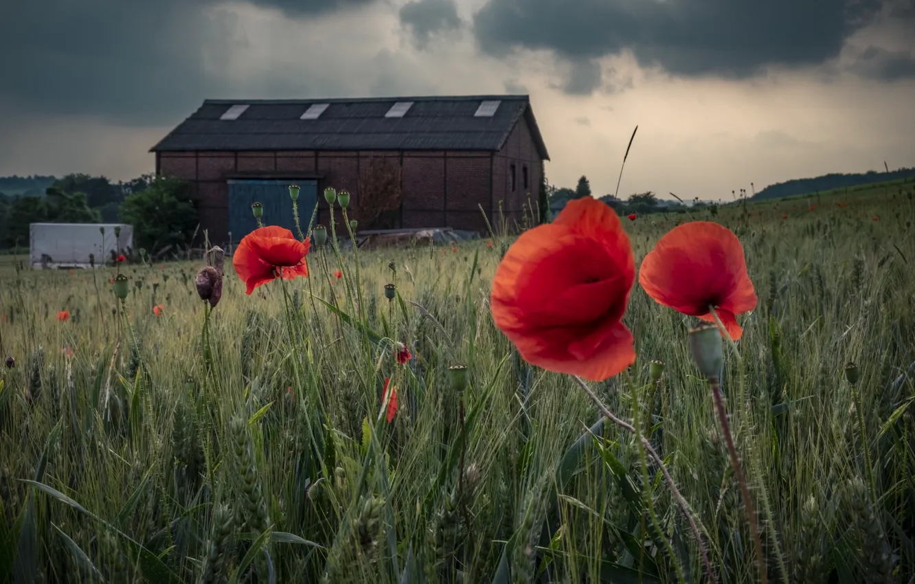 Photo wallpaper field, flowers, Maki, home, the barn, structure, farm