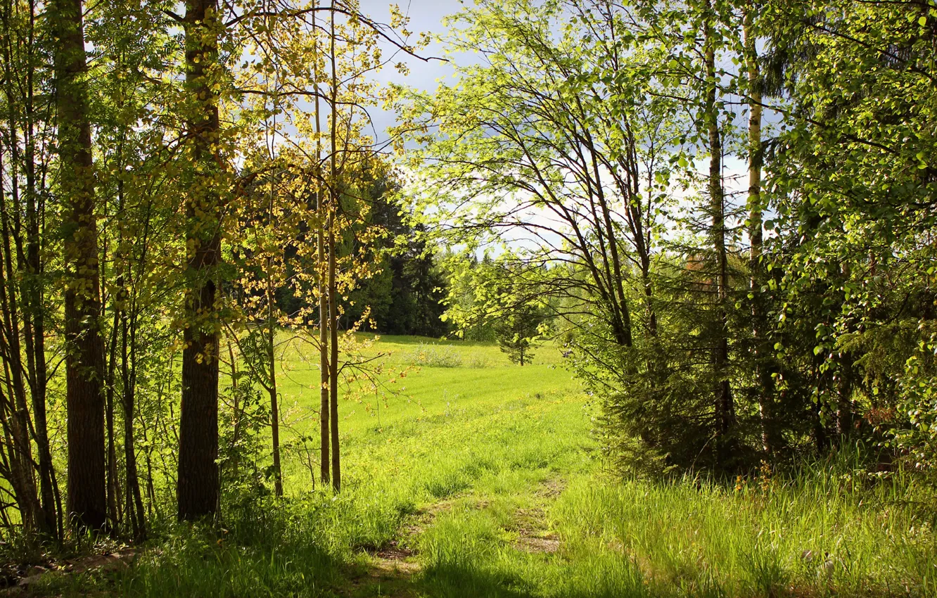 Photo wallpaper greens, forest, summer, trees, nature, Sunny, path