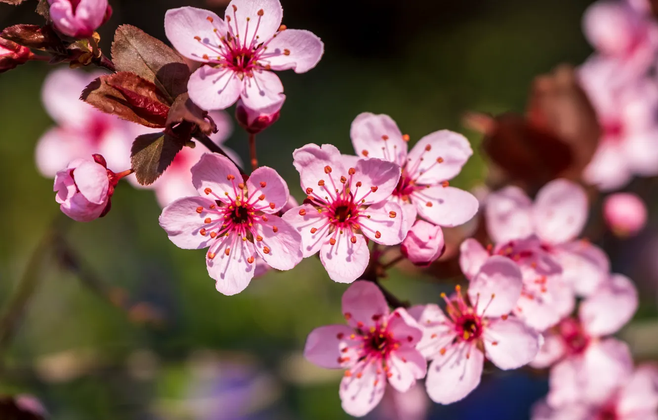 Photo wallpaper branches, nature, spring, flowering, drain