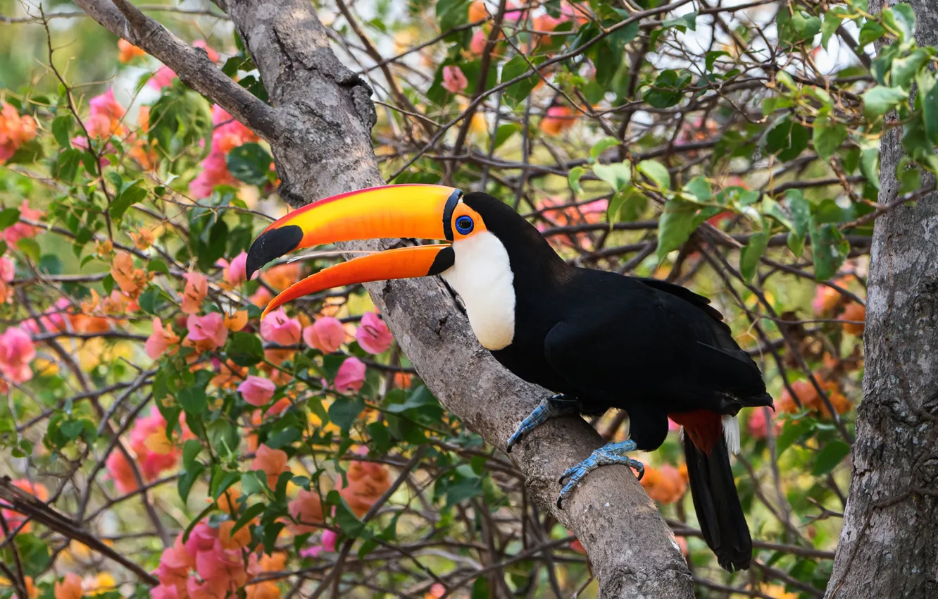 Photo wallpaper trees, flowers, branches, bird, bright, Toucan, bougainvillea