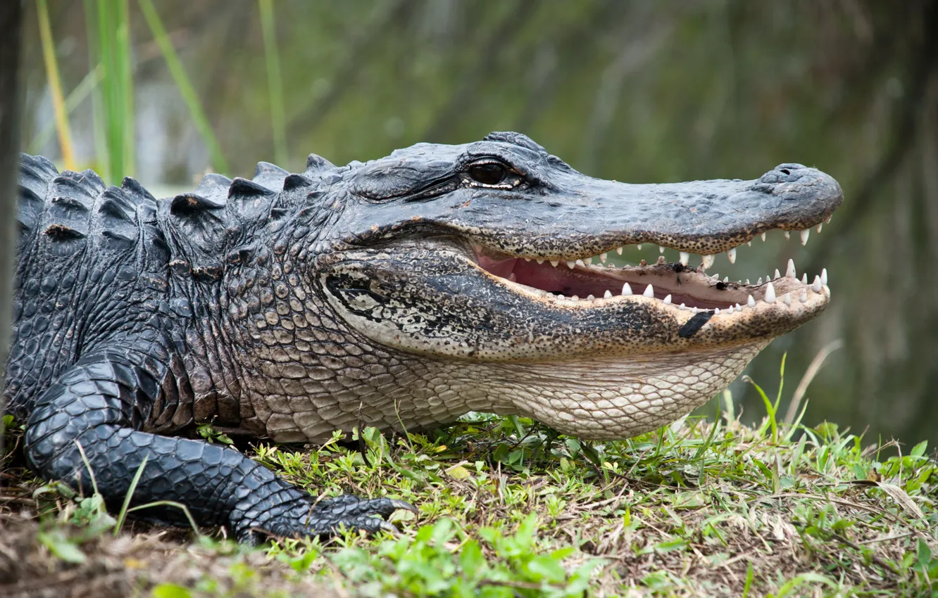 Photo wallpaper Predator, crocodile, reptile