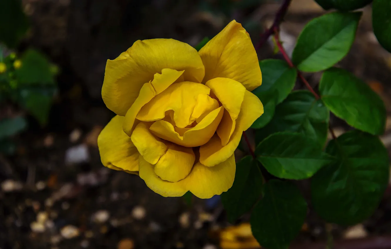 Photo wallpaper yellow, roses, bokeh