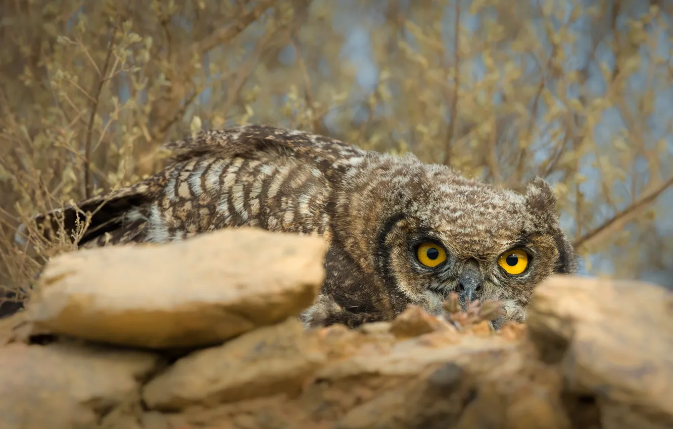 Photo wallpaper look, branches, nature, stones, owl, bird, lies, owl