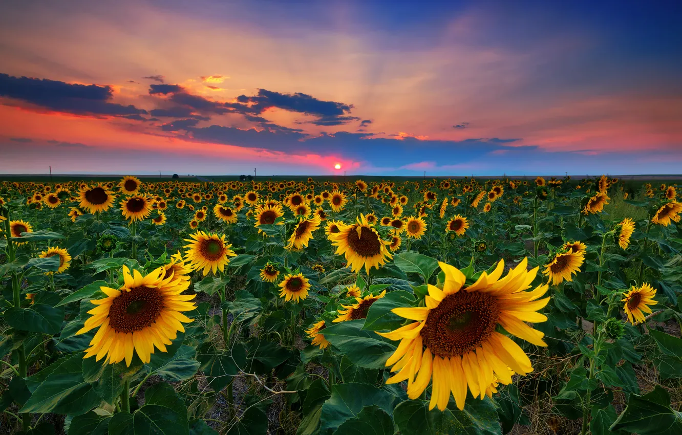 Photo wallpaper field, summer, sunflowers, sunset, USA, Denver
