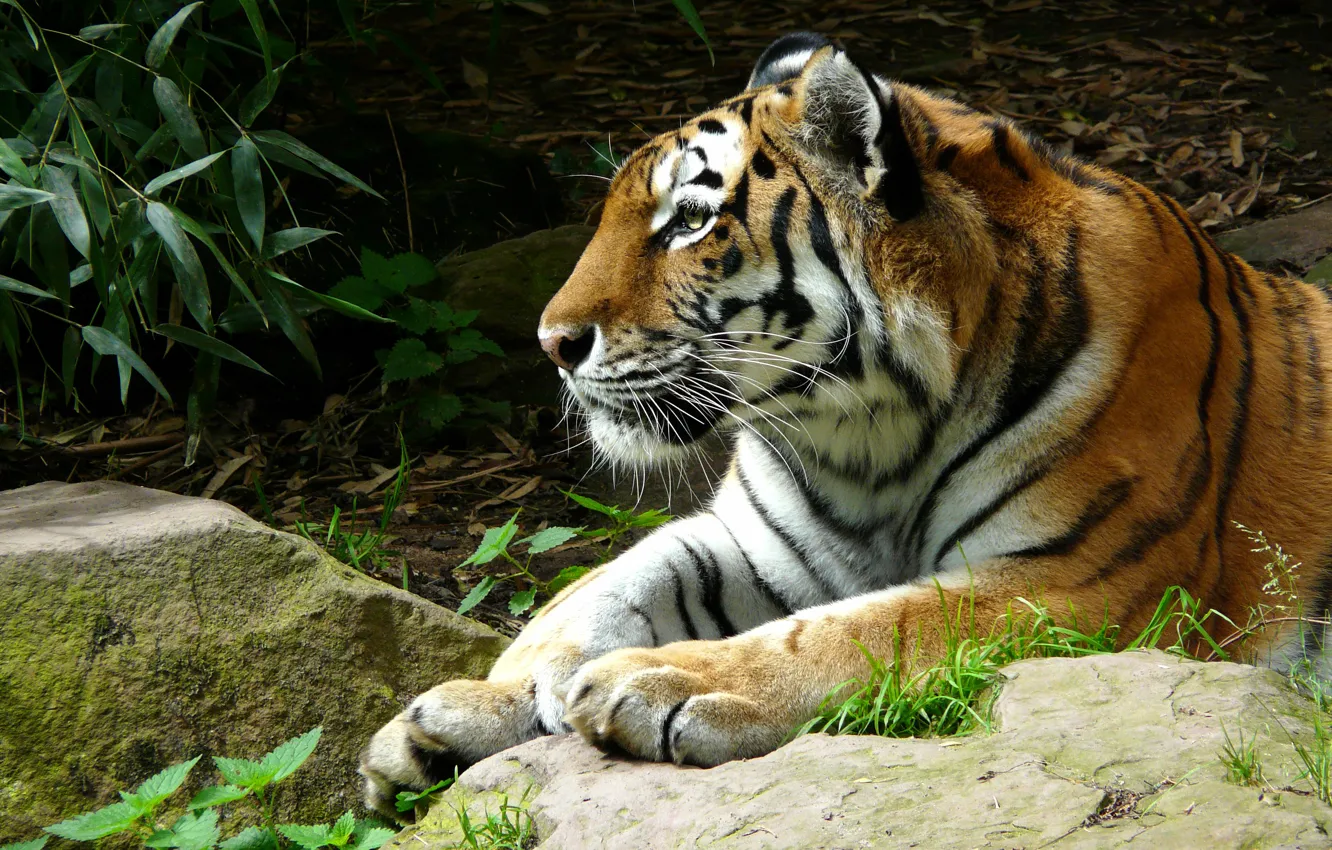 Photo wallpaper face, leaves, tiger, stones, portrait, paws, lies, profile