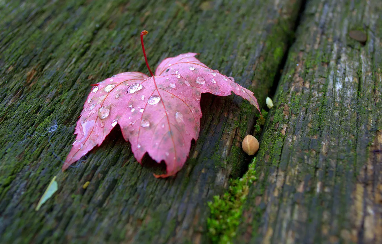 Photo wallpaper Board, bone, grape leaf, drops