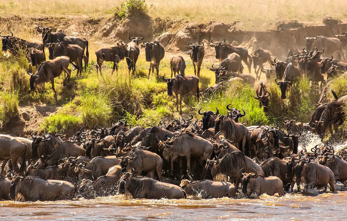 Photo wallpaper river, Africa, crossing, the herd, Tanzania, wildebeest