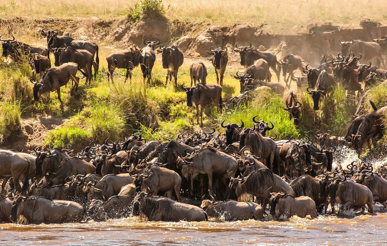 Photo wallpaper river, Africa, crossing, the herd, Tanzania, Wildebeest