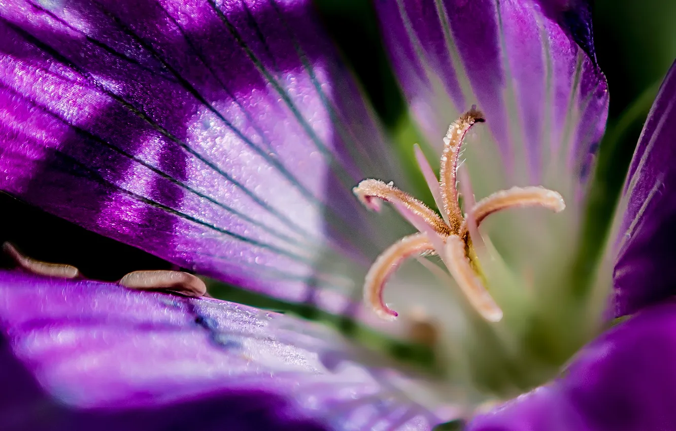 Photo wallpaper flowers, nature, petals, stamens