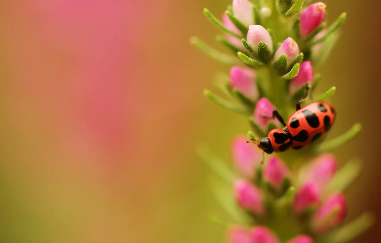 Photo wallpaper flower, beetle, focus, insect, speckled, field