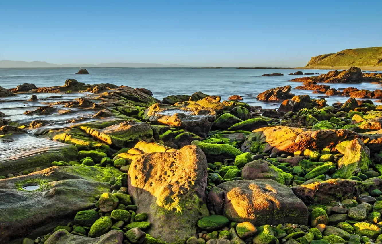 Photo wallpaper greens, algae, lake, stones, moss