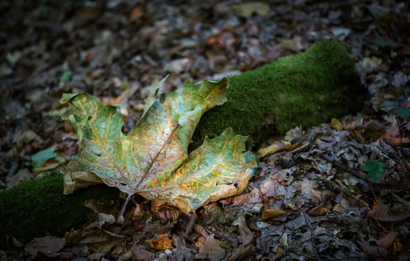 Photo wallpaper autumn, forest, leaves, nature