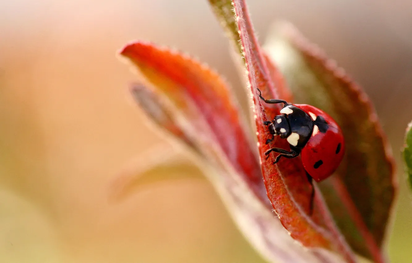 Photo wallpaper leaves, macro, plant, ladybug, insect, macro