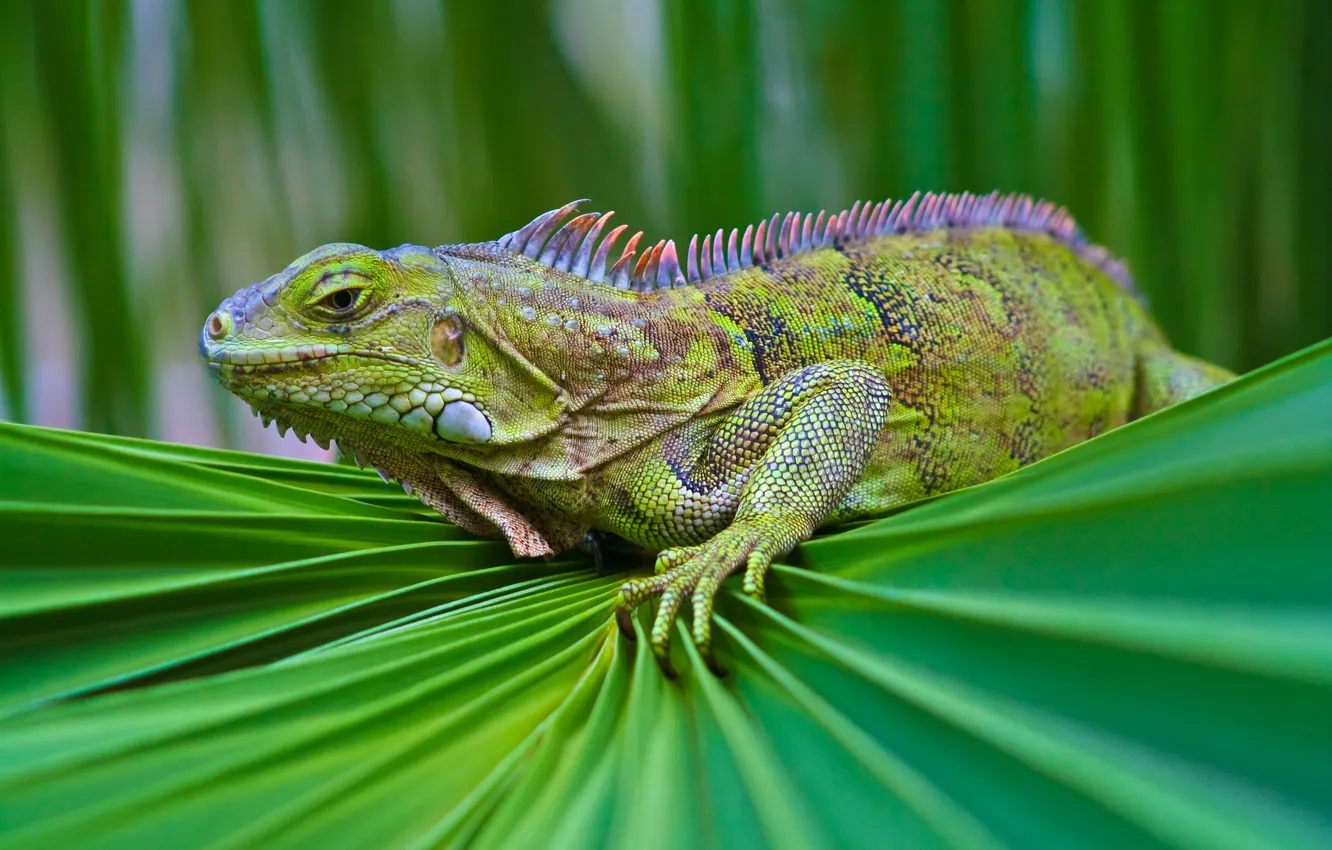 Photo wallpaper greens, look, scales, lizard, fabric, iguana