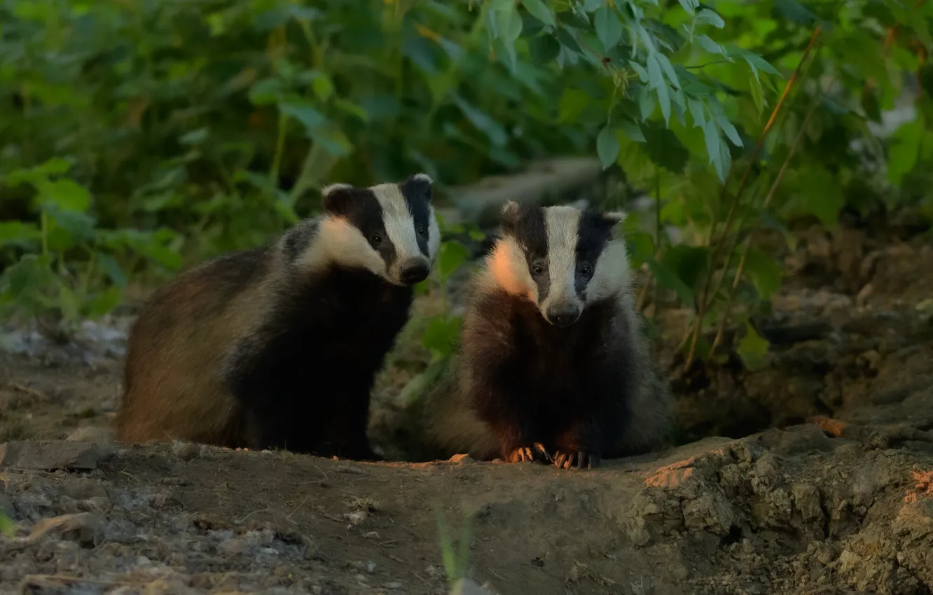 Photo wallpaper leaves, nature, earth, glade, Nora, pair, face, a couple
