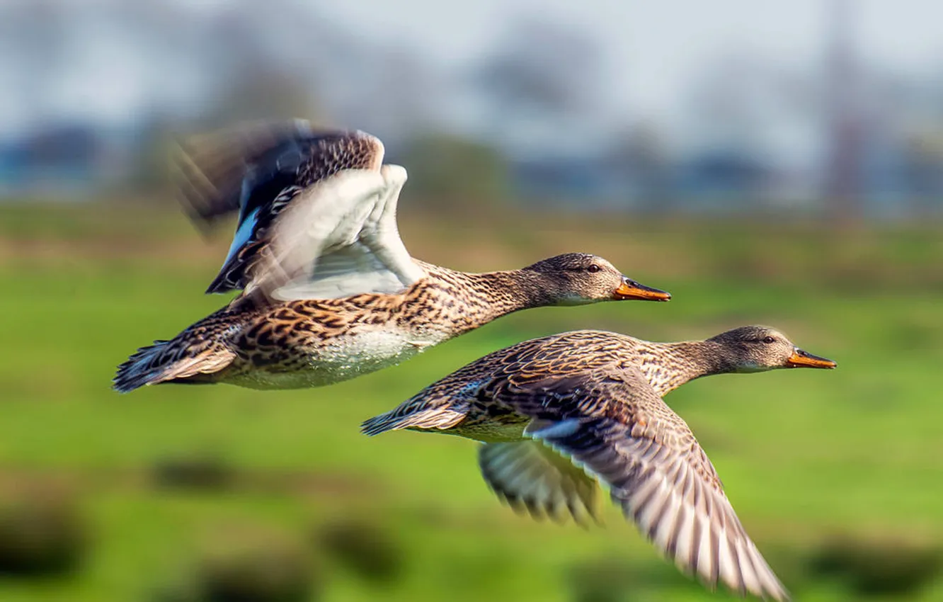 Photo wallpaper animals, birds, wildlife, flying ducks
