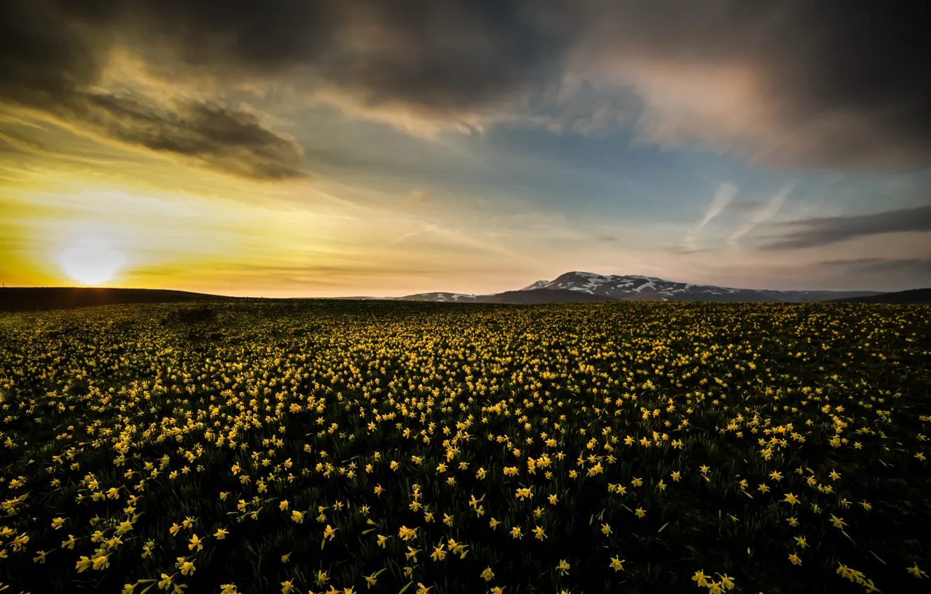 Photo wallpaper field, flowers, mountains, clouds, daffodils