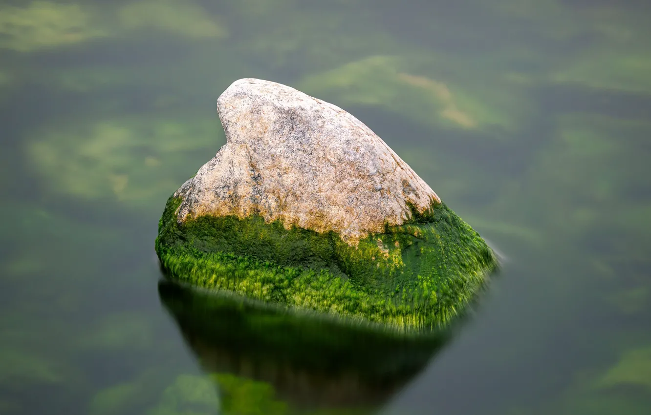 Photo wallpaper water, stone, moss, pond