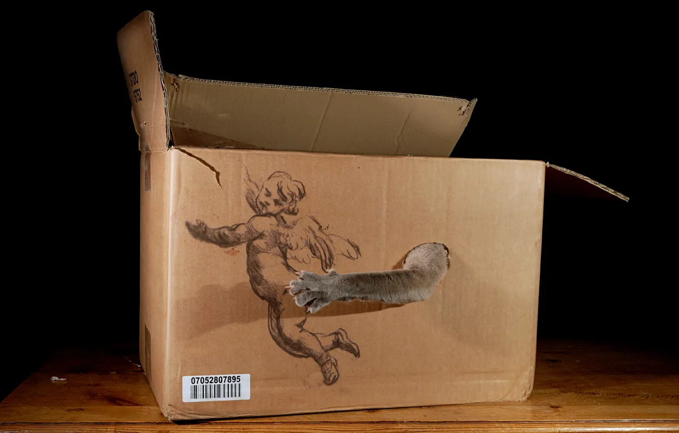 Photo wallpaper cat, box, the game, figure, paws, claws, black background, caught