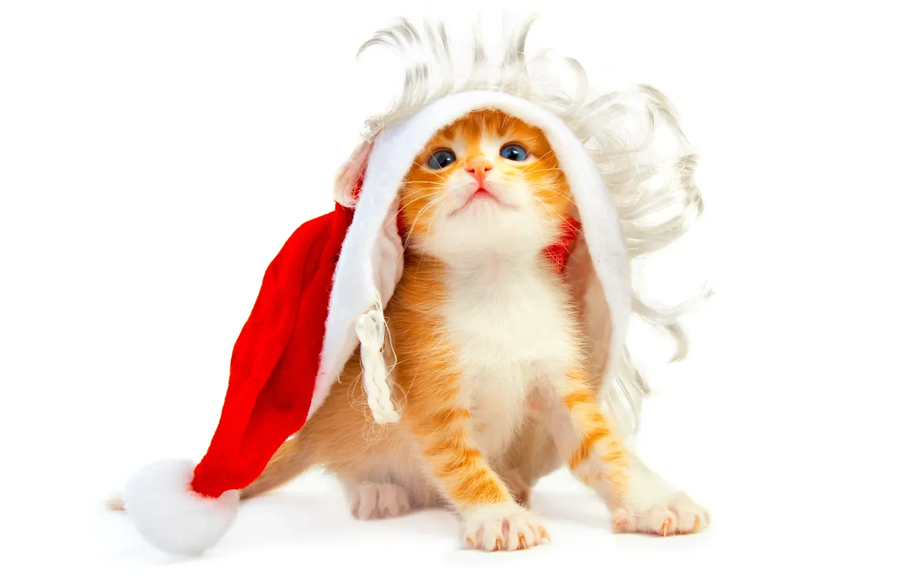 Photo wallpaper white background, kitty, new year