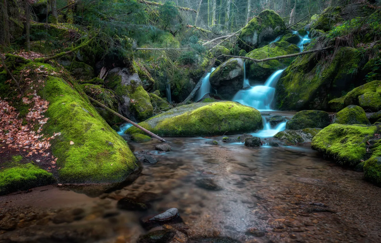 Photo wallpaper stones, trees, moss, leaves, stream, forest