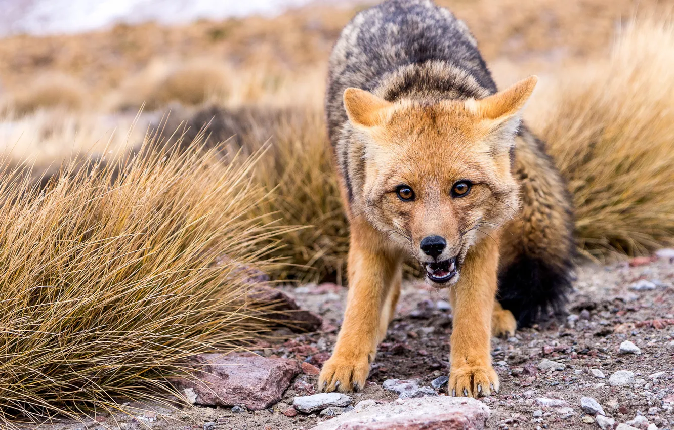 Photo wallpaper look, face, nature, wolf, Fox, coyote