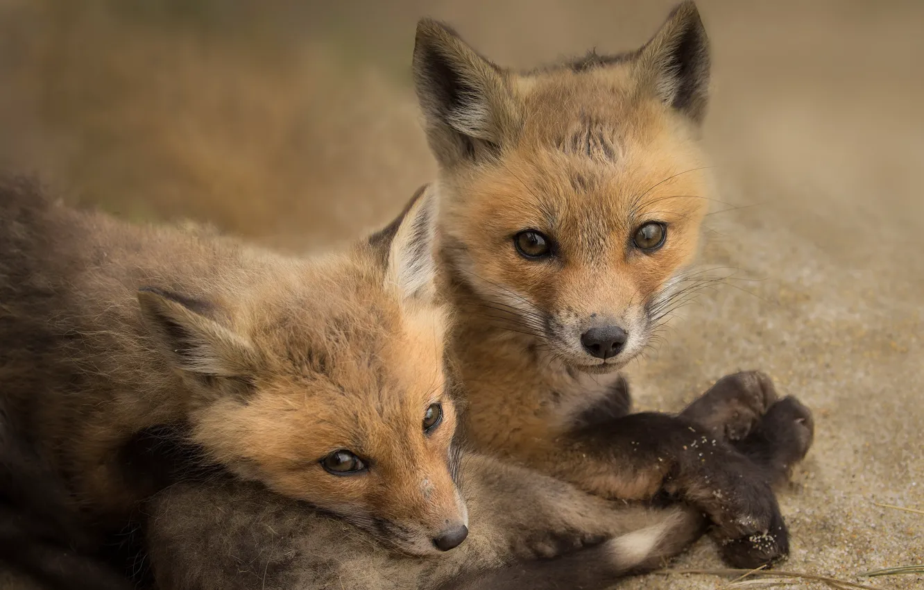 Photo wallpaper look, background, Fox