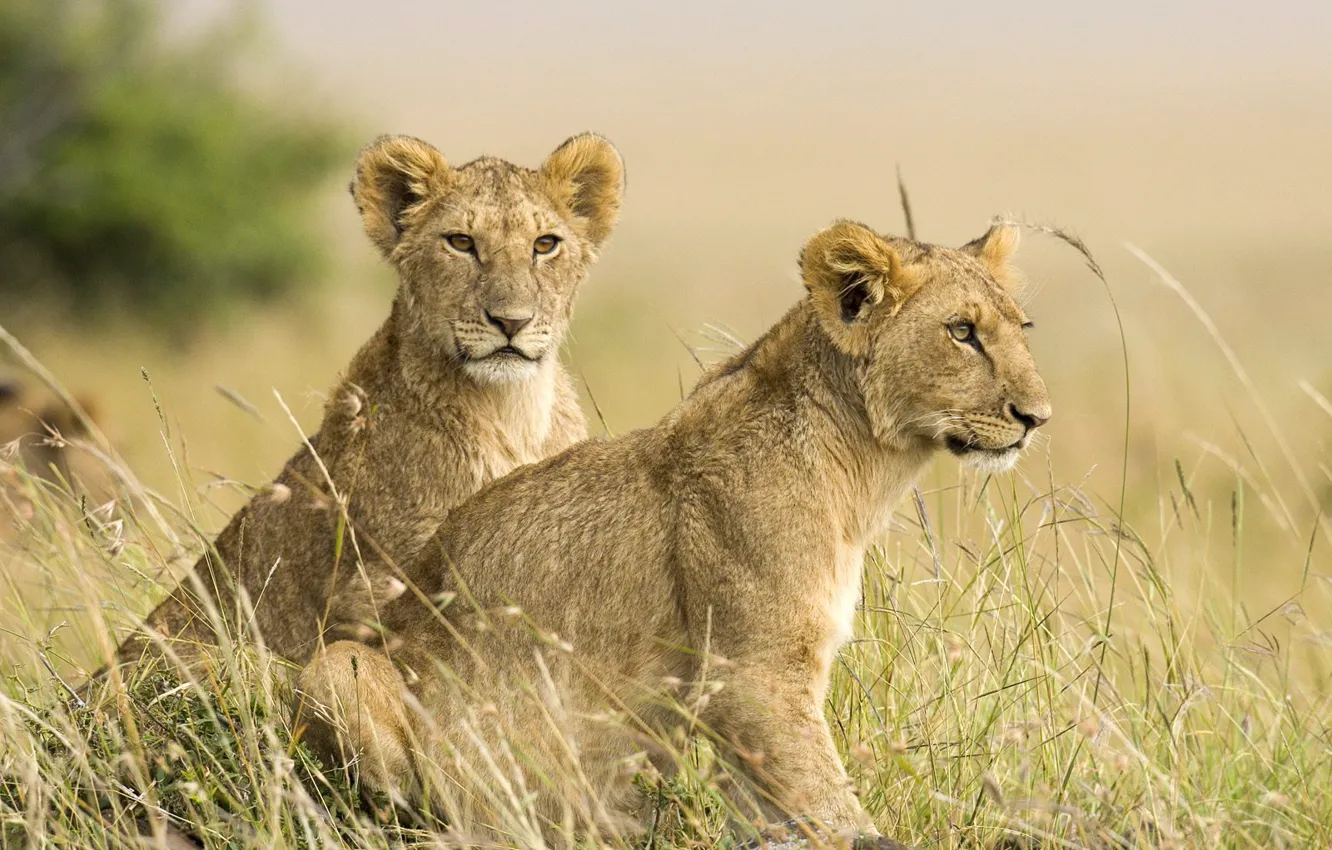 Photo wallpaper Leo, Savana, lions, the cubs