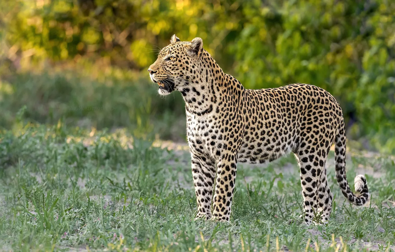 Photo wallpaper pose, look, leopard, nature, grass, face, glade