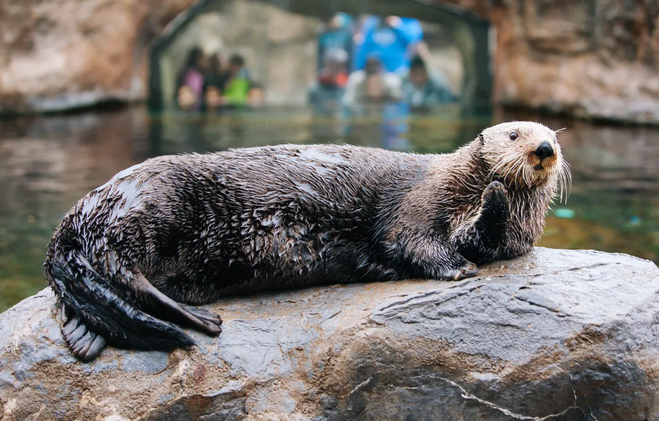 Photo wallpaper nature, animal, wildlife, Otter