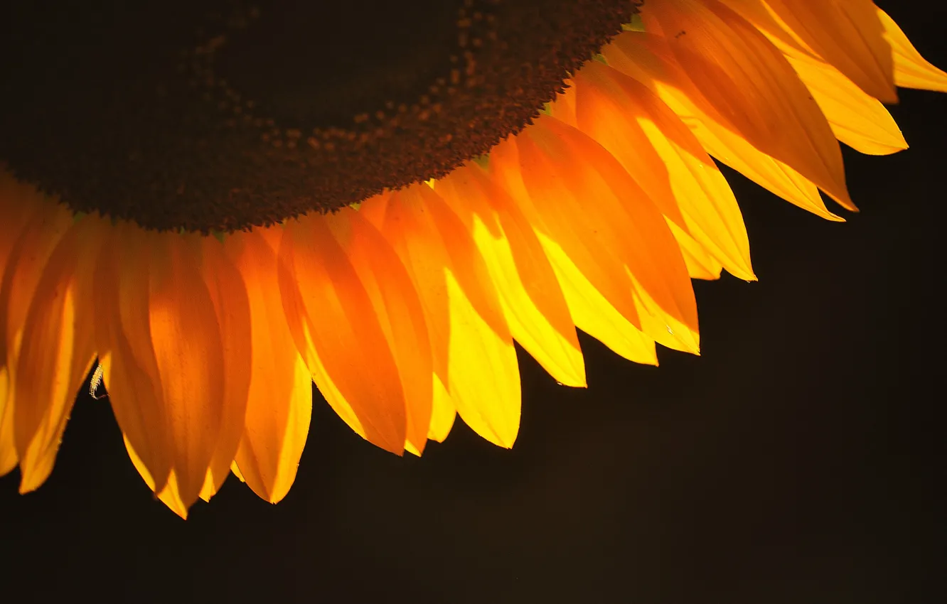 Photo wallpaper background, dark, sunflower, petals, orange