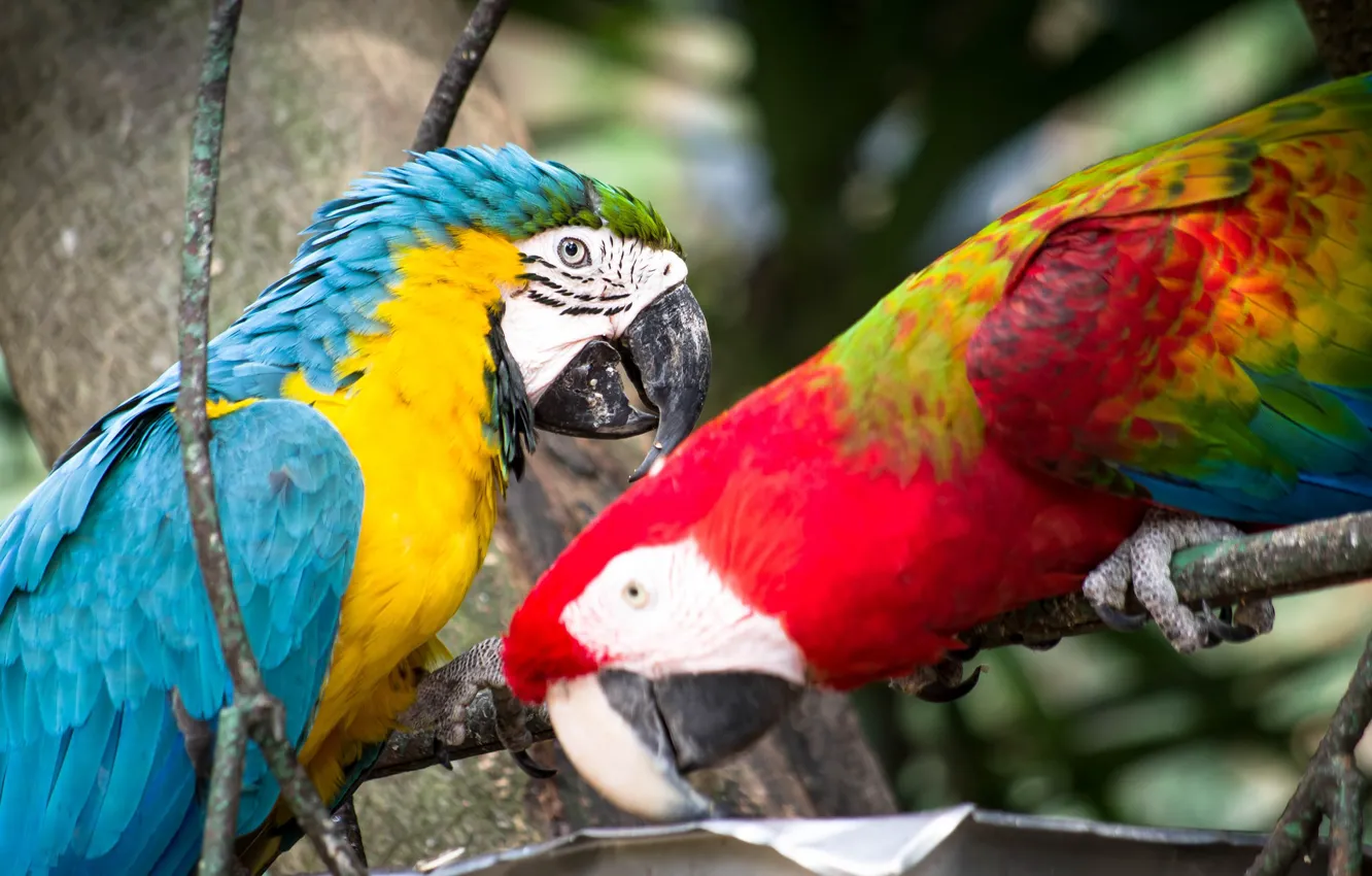 Photo wallpaper birds, pair, parrots, ary