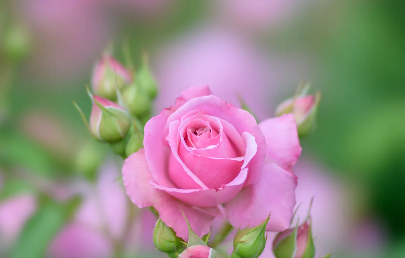 Photo wallpaper roses, petals, pink, buds, bokeh