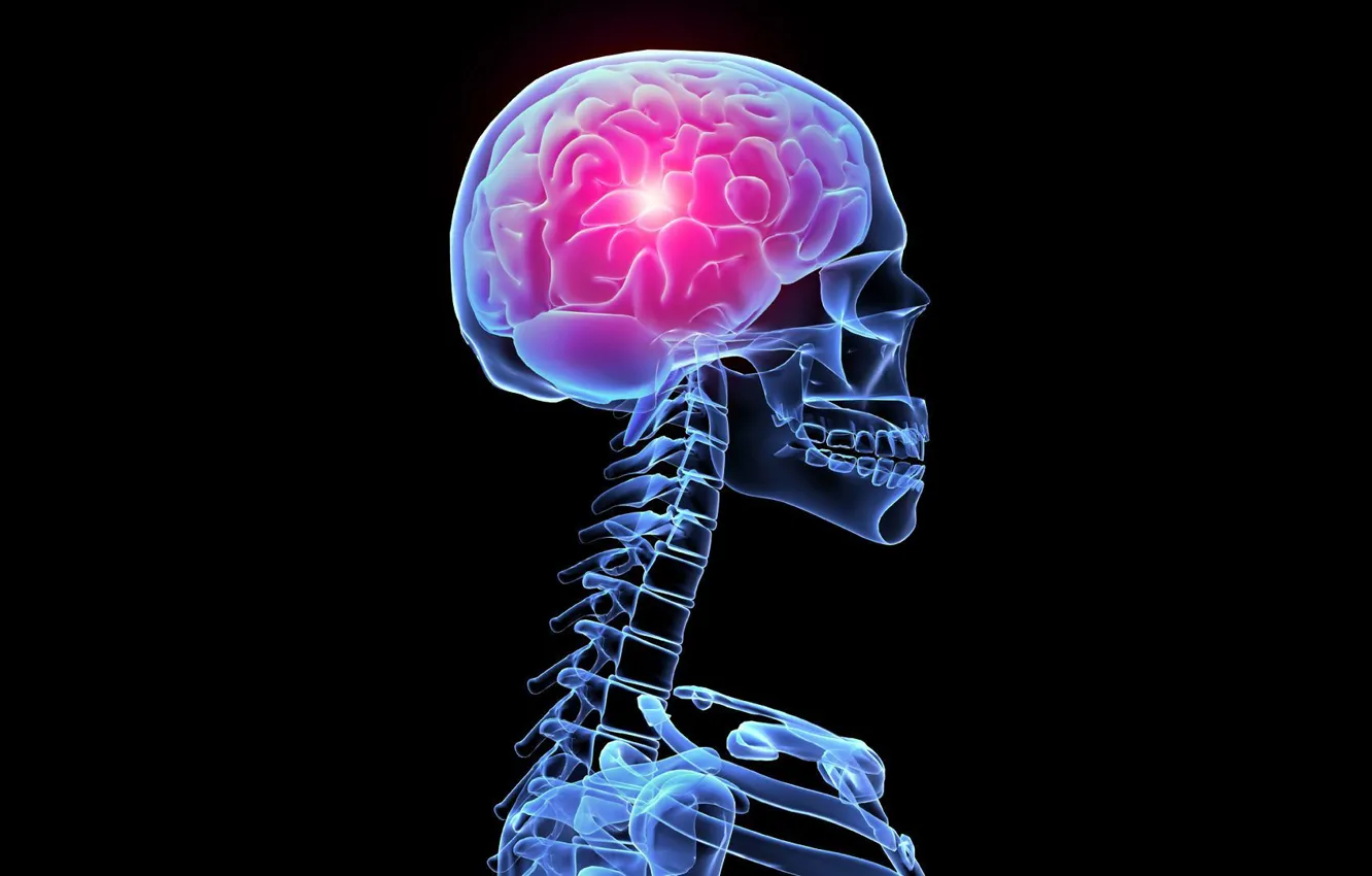 Photo wallpaper glow, skeleton, x-ray, brain, skeleton, the glow of X-rays, the brain