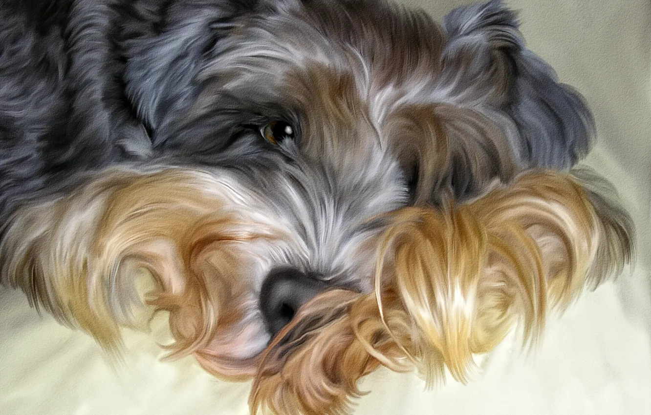 Photo wallpaper dog, Photoshop, shaggy
