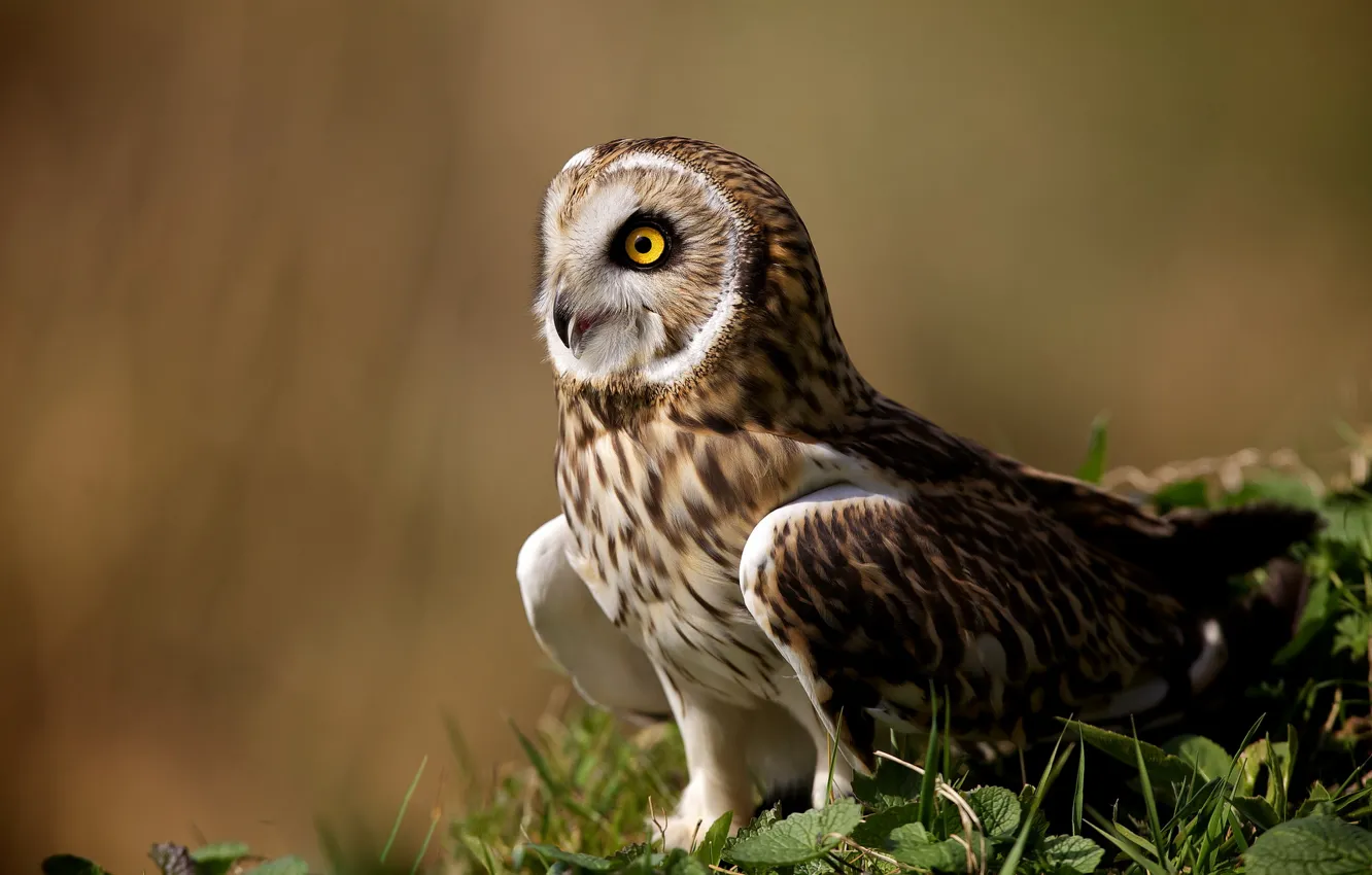 Photo wallpaper owl, bird, animal