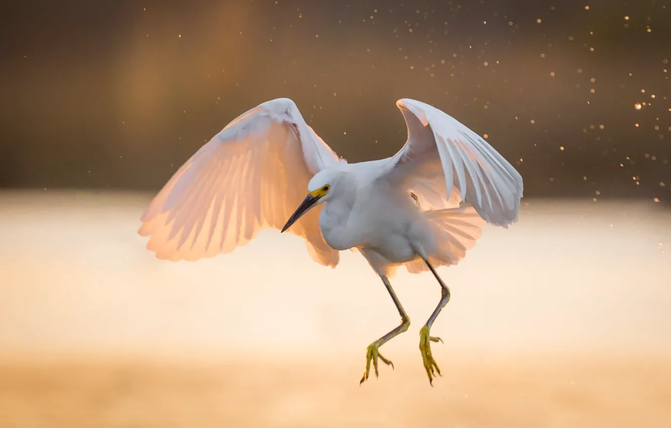 Photo wallpaper white, light, wings, Heron