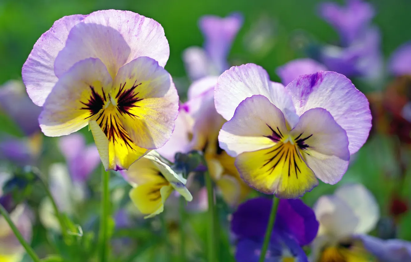 Photo wallpaper Flowers, Nature, Summer, Flowering, Pansy