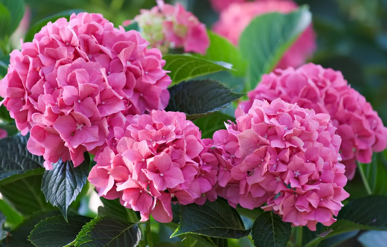 Photo wallpaper flowers, pink, hydrangea