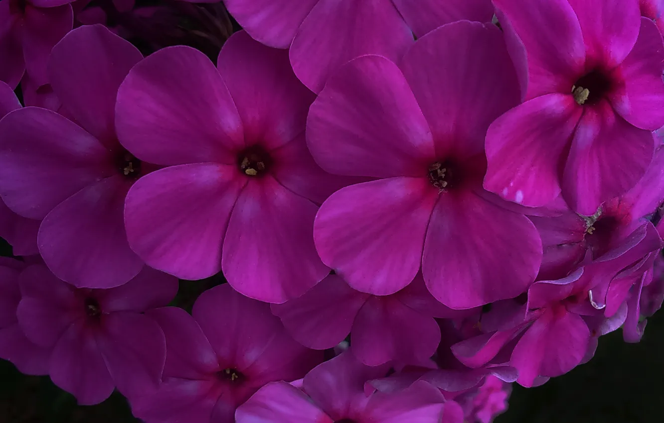 Photo wallpaper flowers, plant, flower (flowers)