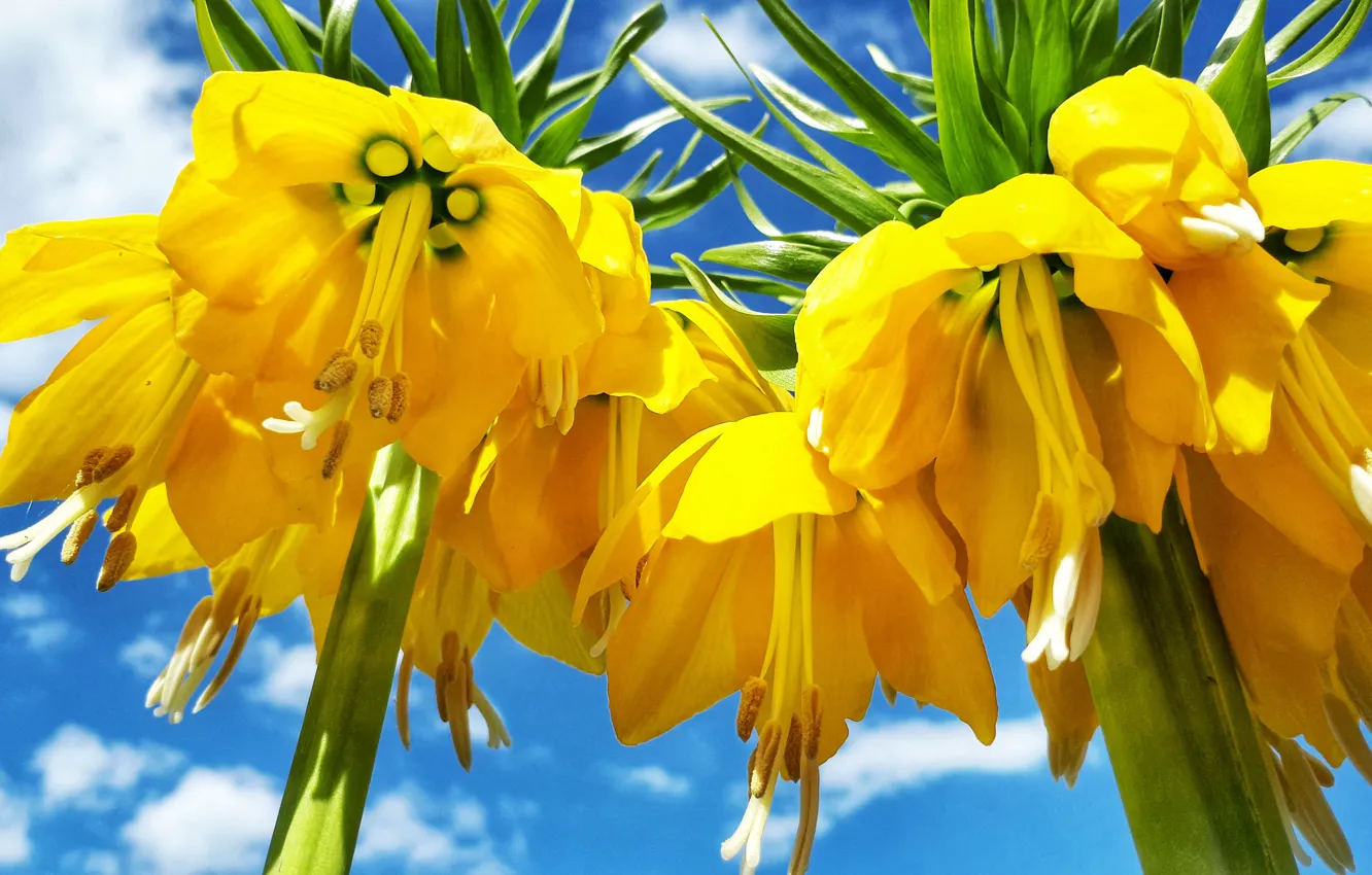 Photo wallpaper flowers, nature, Yellow flower, grouse