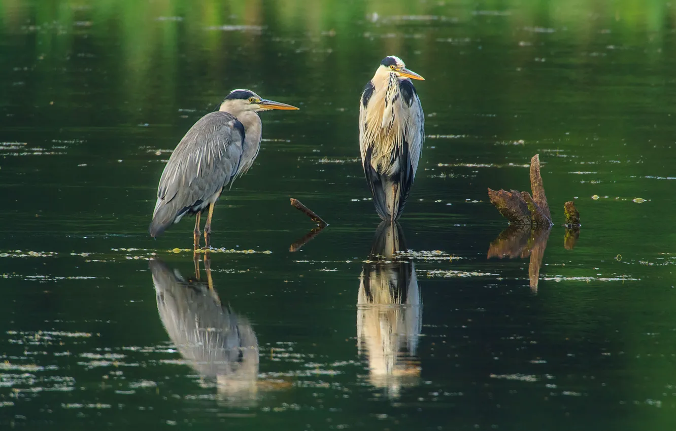 Photo wallpaper water, birds, two, grey, pond, driftwood, herons