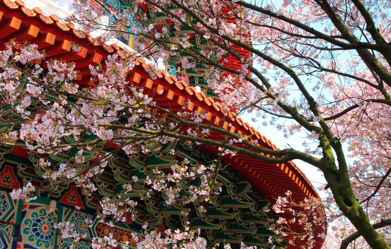 Photo wallpaper flowers, tree, patterns, the building, spring, Sakura, temple