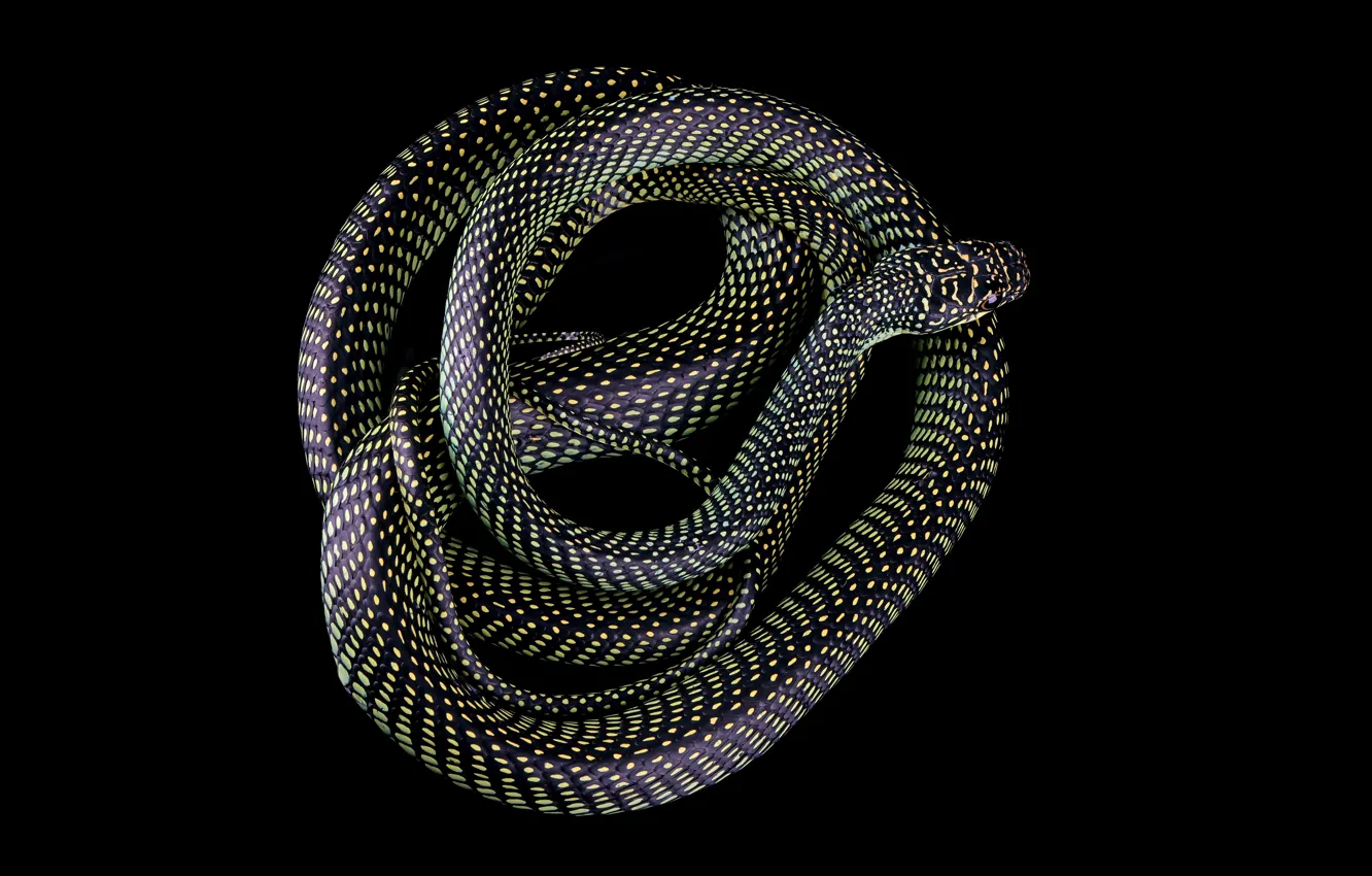Photo wallpaper grey, black, snake, black background